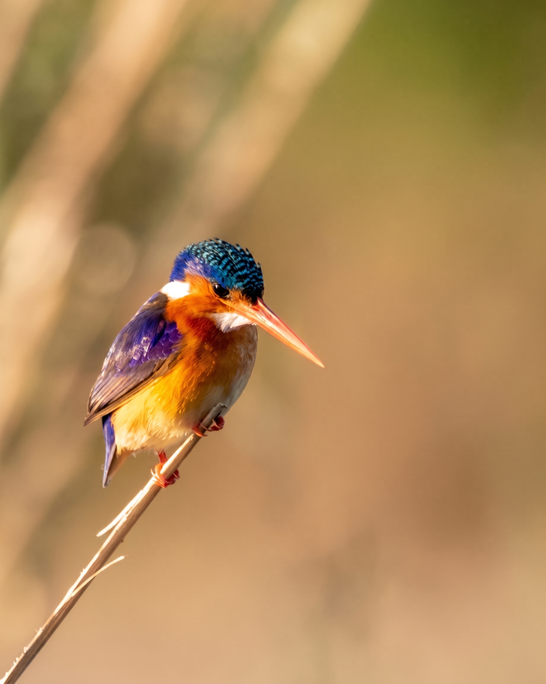 Malachite Kingfisher perched on a reed