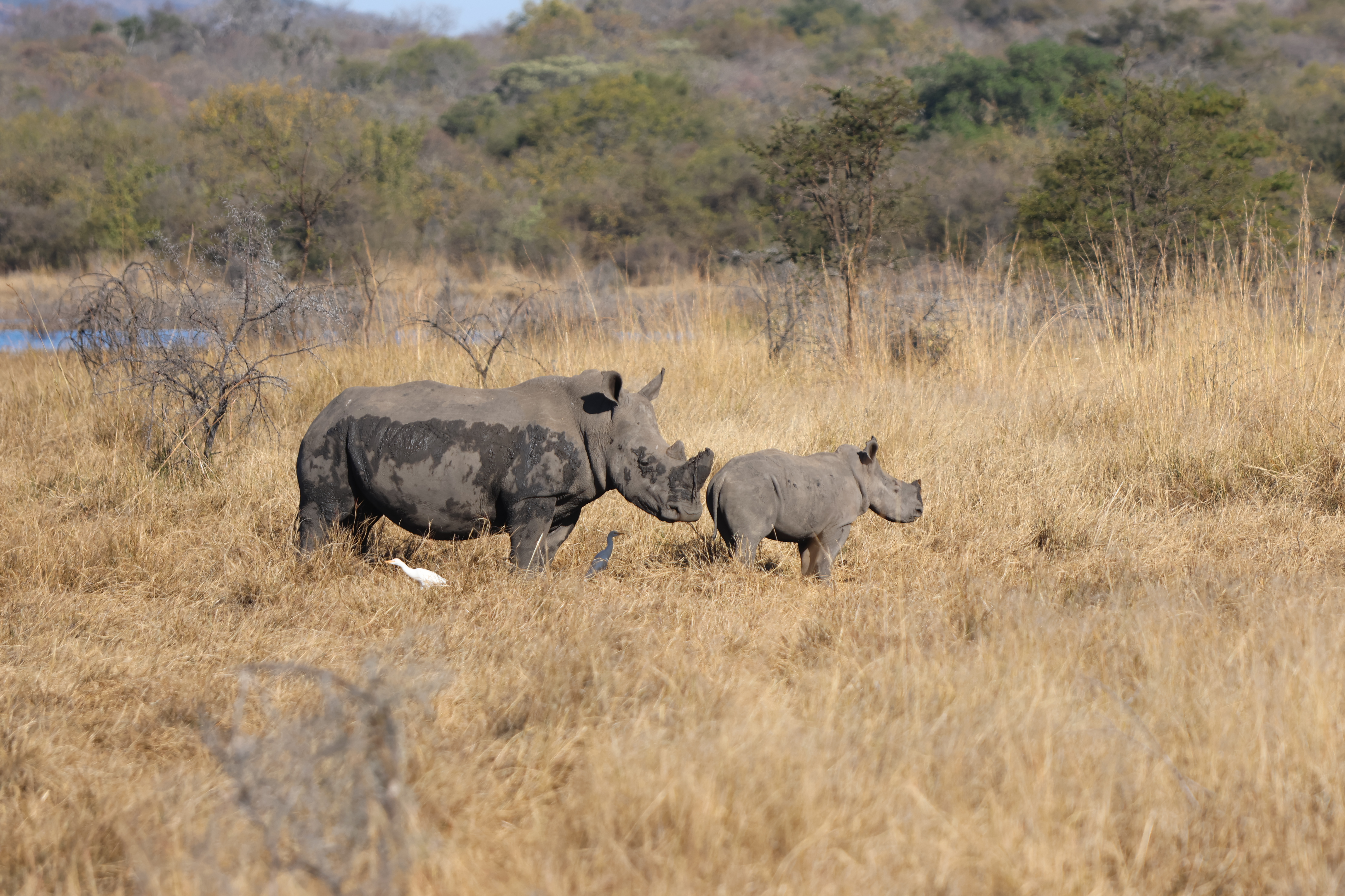 White rhino and calf on the Kyle plains