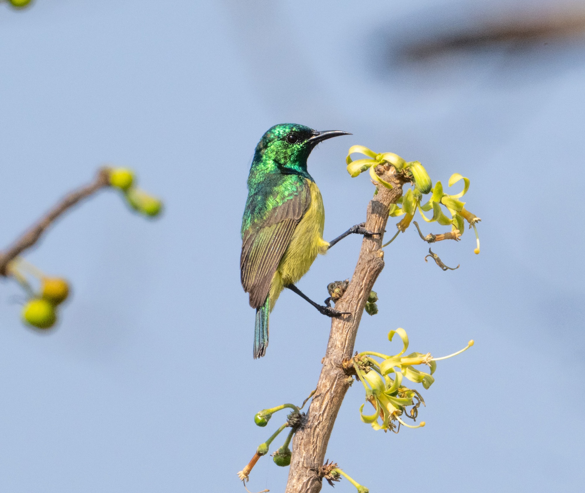 Birdlife around Lake Mutirikwi
